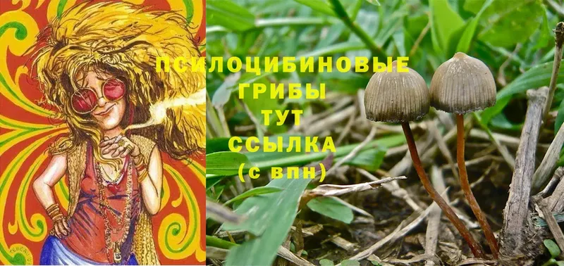 Галлюциногенные грибы Psilocybine cubensis  где найти   Таруса 